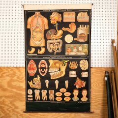 #56337 - Vintage&nbsp;Pull-Down&nbsp;Health&nbsp;&&nbsp;Hygiene&nbsp;Diagram image