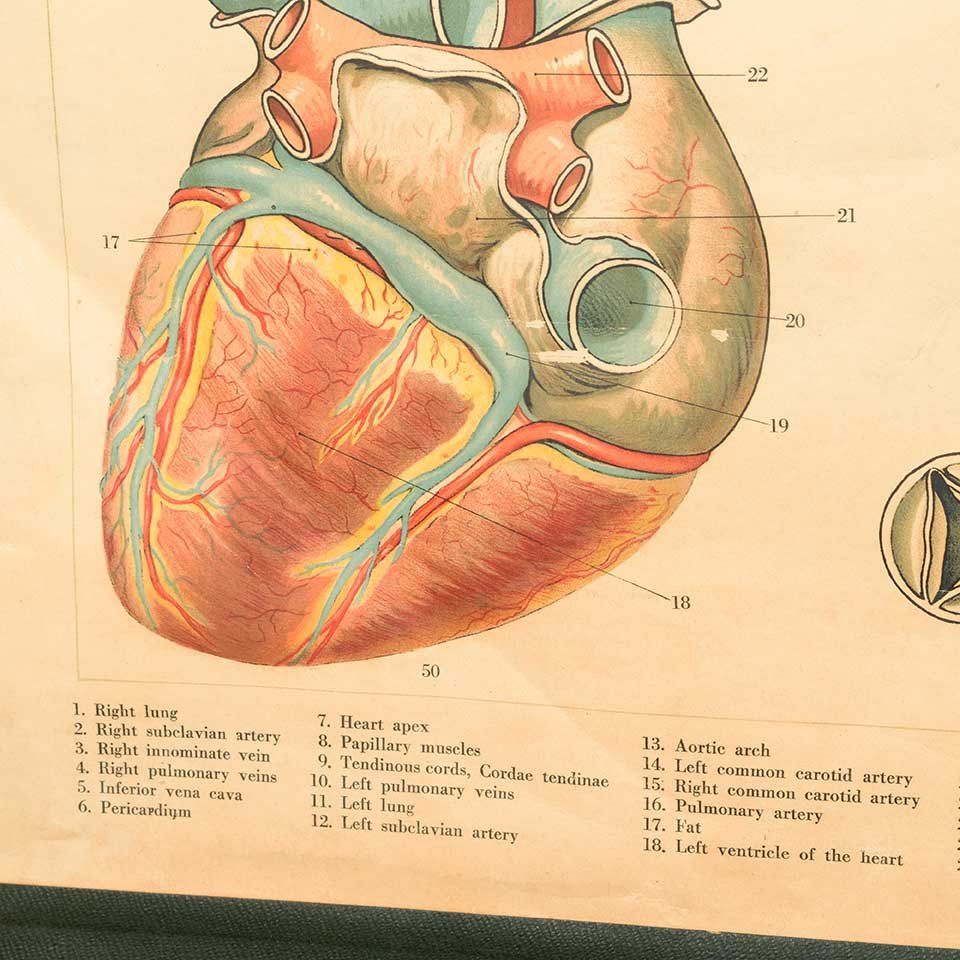 Vintage Pull-Down Diagram of the Heart image 4