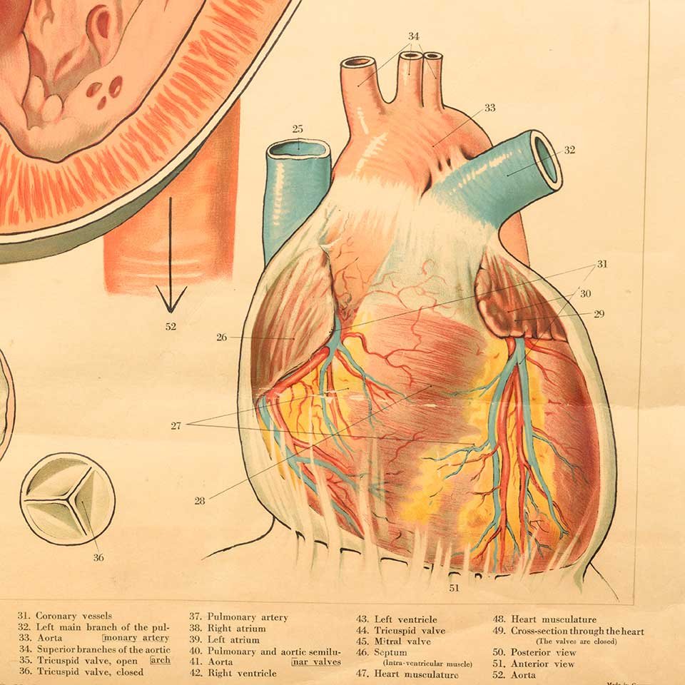 Vintage Pull-Down Diagram of the Heart image 6