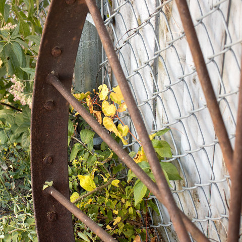 #13020 Large Antique Metal Tractor Wheel image 4