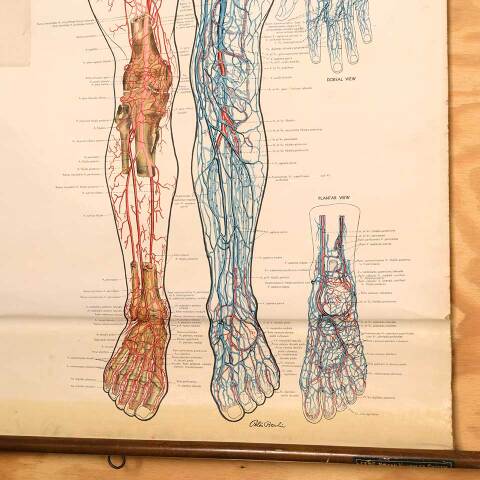 #53276 Vintage Human Vascular System Medical Map image 4