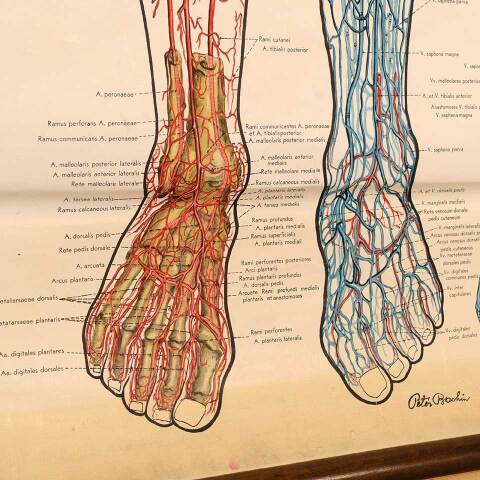 #53276 Vintage Human Vascular System Medical Map image 7