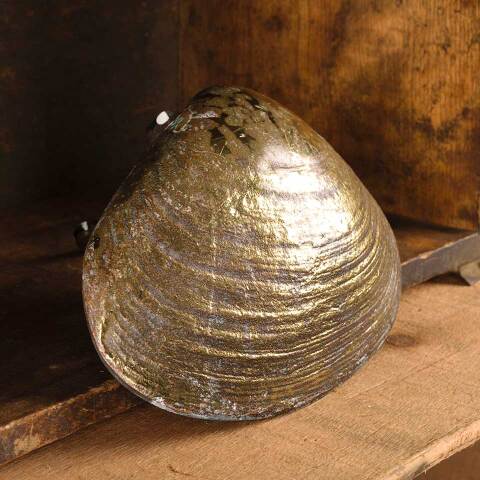 #53319 Brass Clam Shell Door Knocker Hardware image 4