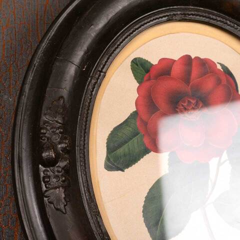 #53395 Antique Botanical Print in Oval Frame image 4