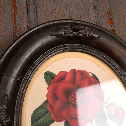 #53395 Antique Botanical Print in Oval Frame image 5