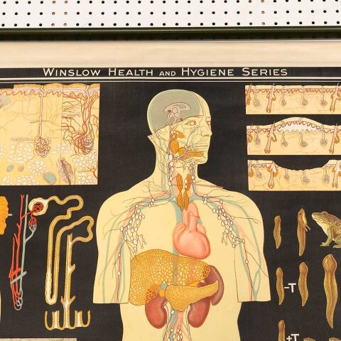 #56336 Vintage Pull-Down Health & Hygiene Diagram image 6